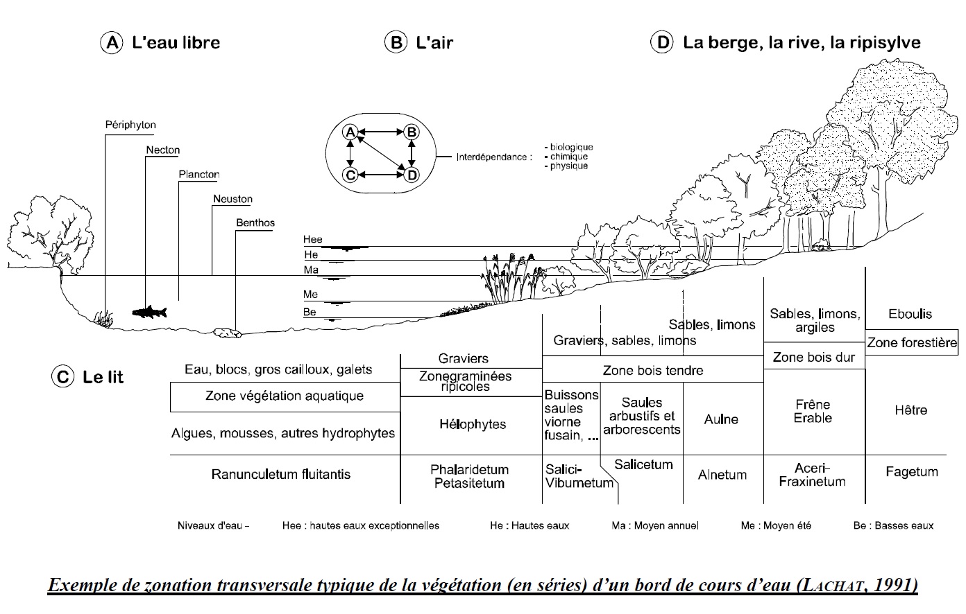 Exemple de zonation transversale typique de la végétation d'un bord de cours d'eau Dessin représentant un exemple de zonation transversale typique de la végétation d'un bord de cours d'eau