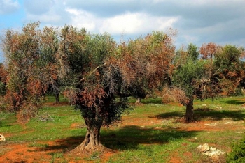 Oliviers contaminés par le xylella fastidiosa Oliviers contaminés par le xylella fastidiosa