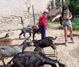 Rencontre des enfants du Centre aéré avec les chèvres