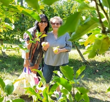 CCAS : activité ramassage de pommes pour nos aînées !