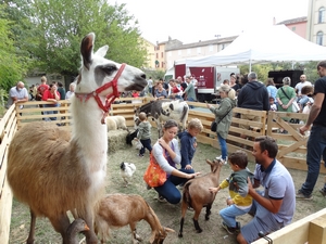 Les enfants approchent les animaux de la ferme pédagogique