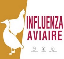Influenza Aviaire : niveau d’alerte élevé