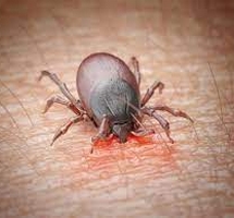 Maladie de Lyme, 1 mois pour la découvrir et agir