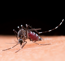 Moustique tigre : 2 cas de chikungunya à Trans