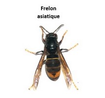 Lutte contre le frelon asiatique