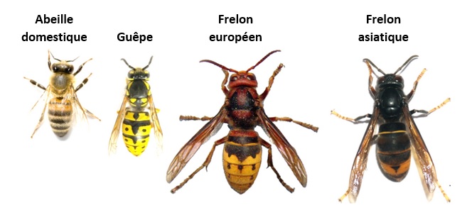 Images d'une abeille, d'une guêpe, d'un frelon européen et d'un frelon asiatique