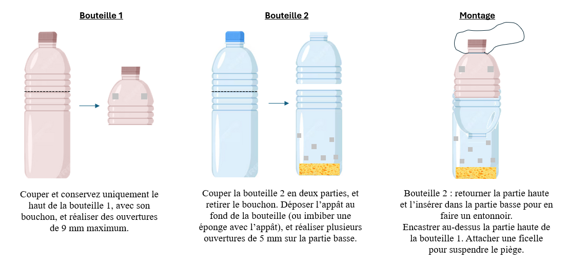 Images de la fabrication d'un piège pour frelons asiatiques